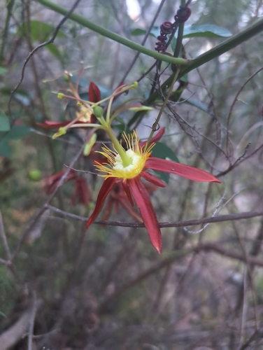Passiflora cinnabarina observed 2026-10-05