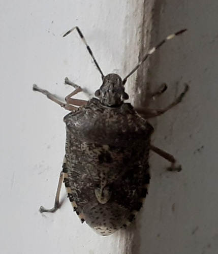 Mottled Stink Bug