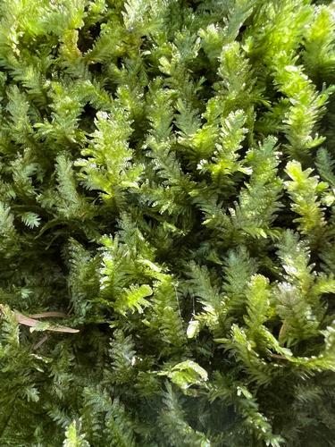 Crisped Neckera
