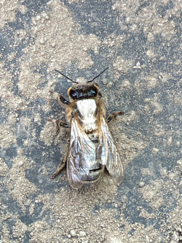 Western Honey Bee