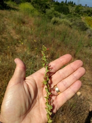 Camissoniopsis lewisii