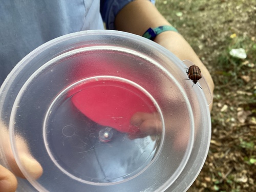 Continental Striped Shield Bug