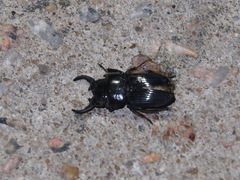 Aegus chelifer chelifer
