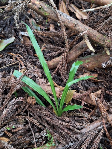 Calanthe arcuata observed 2026-10-03