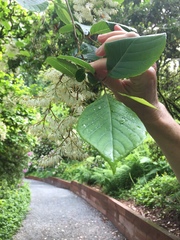 Pterostyrax psilophyllus