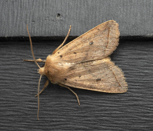 Yellow-line Quaker