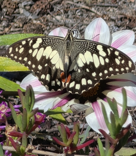 Lime Swallowtail