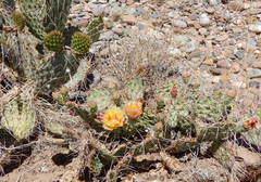 Opuntia tortispina