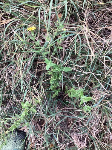 Common Fleabane