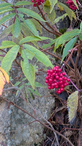 red-berried elder