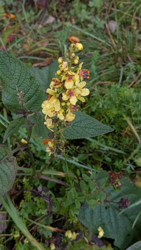 Dark Mullein