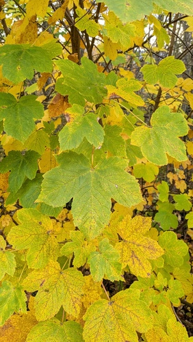 sycamore maple