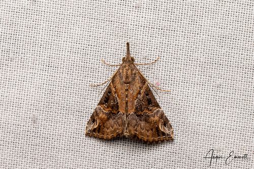 Hypena commixtalis observed 2026-10-02