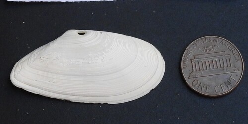 Tellina bodegensis, 2026-10-04