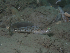 Pomatoschistus pictus