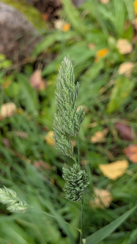 orchard grass