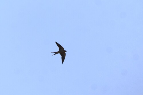 iNaturalist image