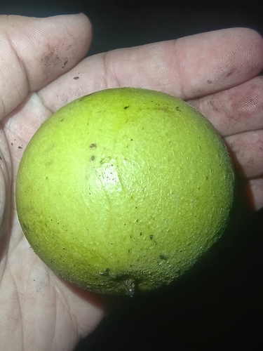 eastern black walnut
