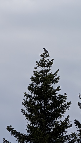 Hooded Crow