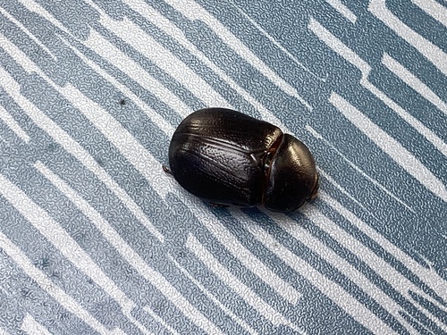 Pentodon bidens punctatus