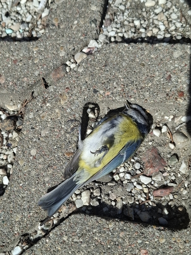 Eurasian Blue Tit