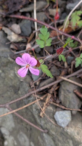 Herb Robert