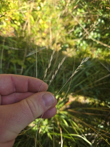 Danthonia decumbens observed 2026-10-04