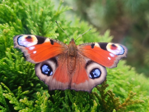 European Peacock Butterfly