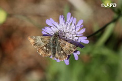 Muschampia floccifera