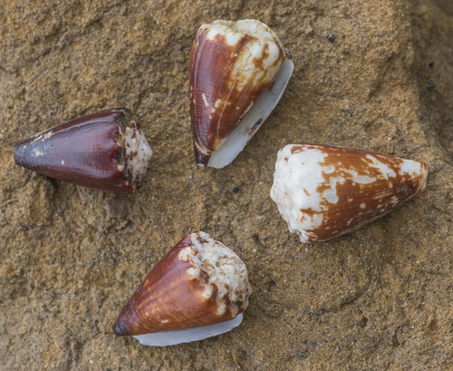 Conus brunneus observed 2026-09-12