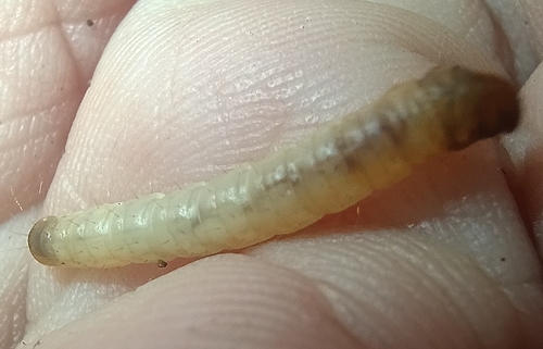 Meal moth