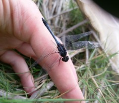 Erythrodiplax cleopatra