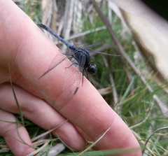 Erythrodiplax cleopatra