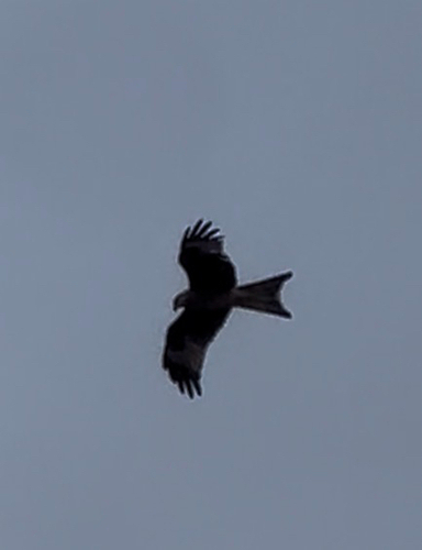 Red Kite