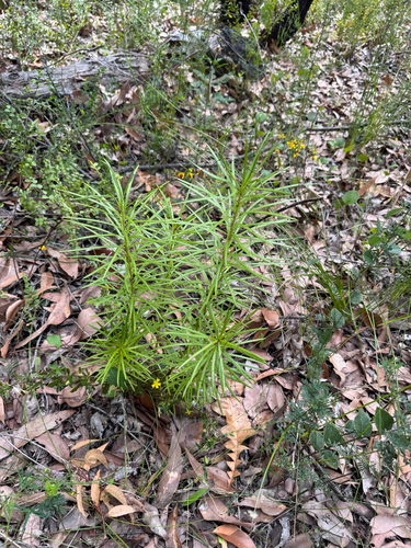 Emu berry (Podocarpus drouynianus)