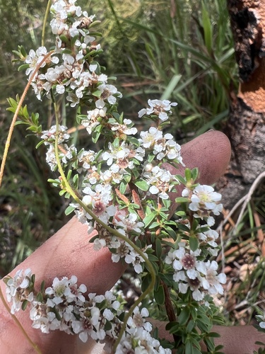 Taxandria parviceps, 2026-10-04