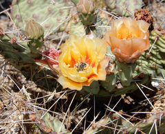 Opuntia tortispina