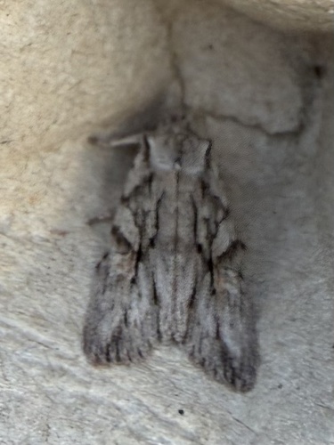 Blair's Shoulder-Knot