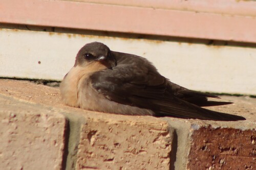 iNaturalist image