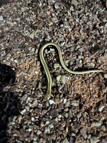 Common Slowworm