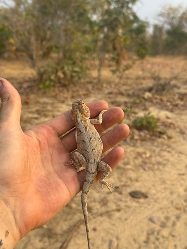 Tropical Spiny Agama