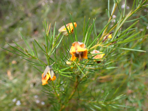 Gompholobium grandiflorum observed 2026-10-05