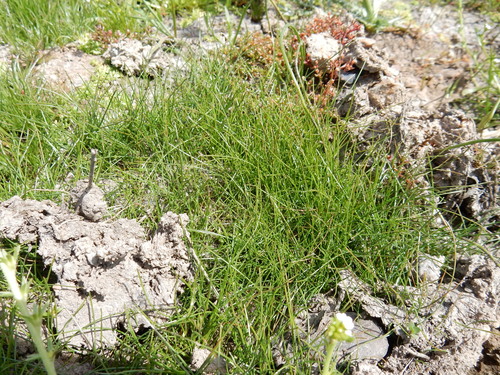 iNaturalist observation photo of grasses, sedges, cattails, and allies