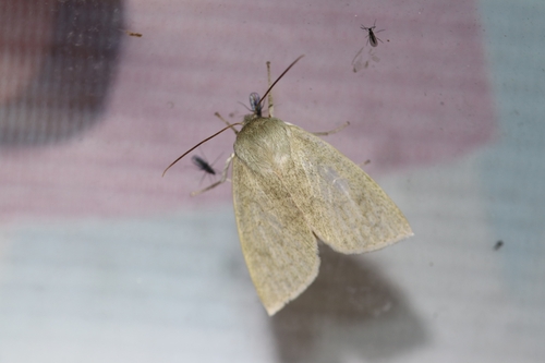 Tympanistes pallida