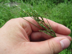 Juncus secundus