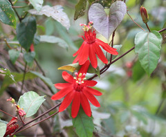 Passiflora quadriglandulosa