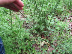 Juncus secundus
