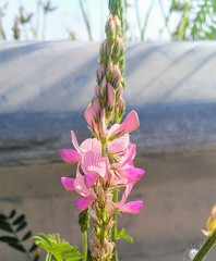 Onobrychis viciifolia
