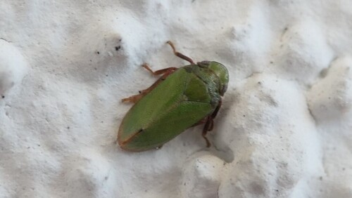 Tettigometra virescens