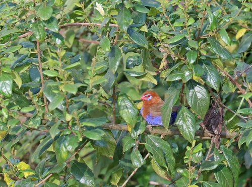 iNaturalist image